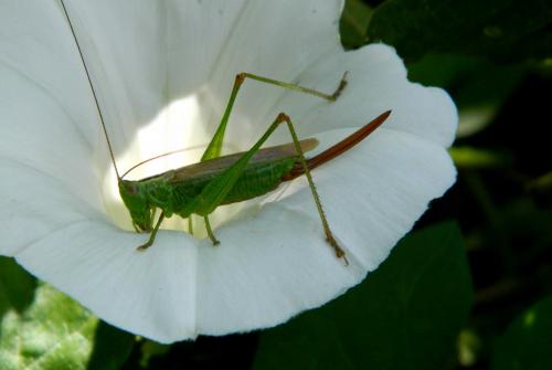 Conocephalus fuscus